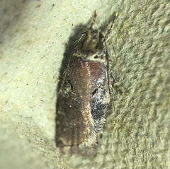 Agonopterix lythrella