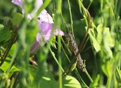 Melanoplinae