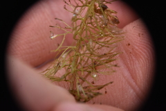 Utricularia intermedia