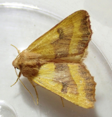 Atethmia centrago