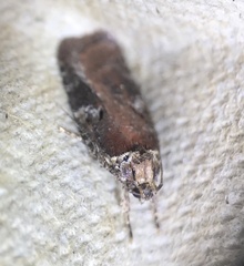 Agonopterix lythrella