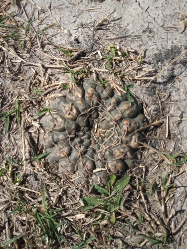 Gymnocalycium schroederianum