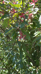 Cornus racemosa