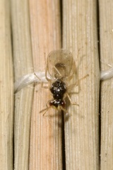 Euplectrus