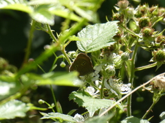 Aphantopus hyperantus