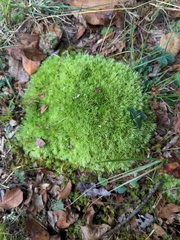 Leucobryum glaucum