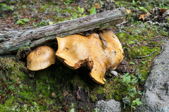 Suillus tomentosus