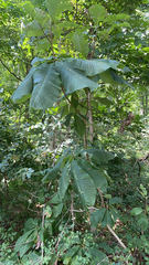 Magnolia tripetala