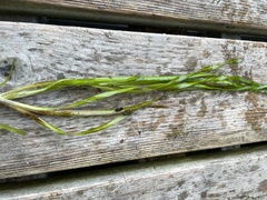 Hydrocharitaceae