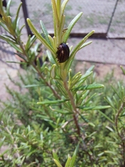 Chrysolina americana