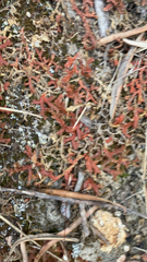 Selaginella denticulata