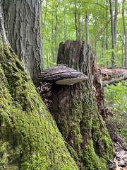 Phellinus igniarius