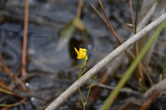 Utricularia intermedia