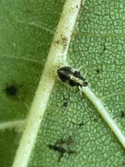 Corythucha juglandis