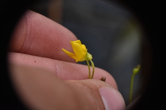 Utricularia intermedia
