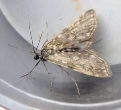 Elophila nymphaeata