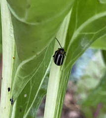 Calligrapha californica