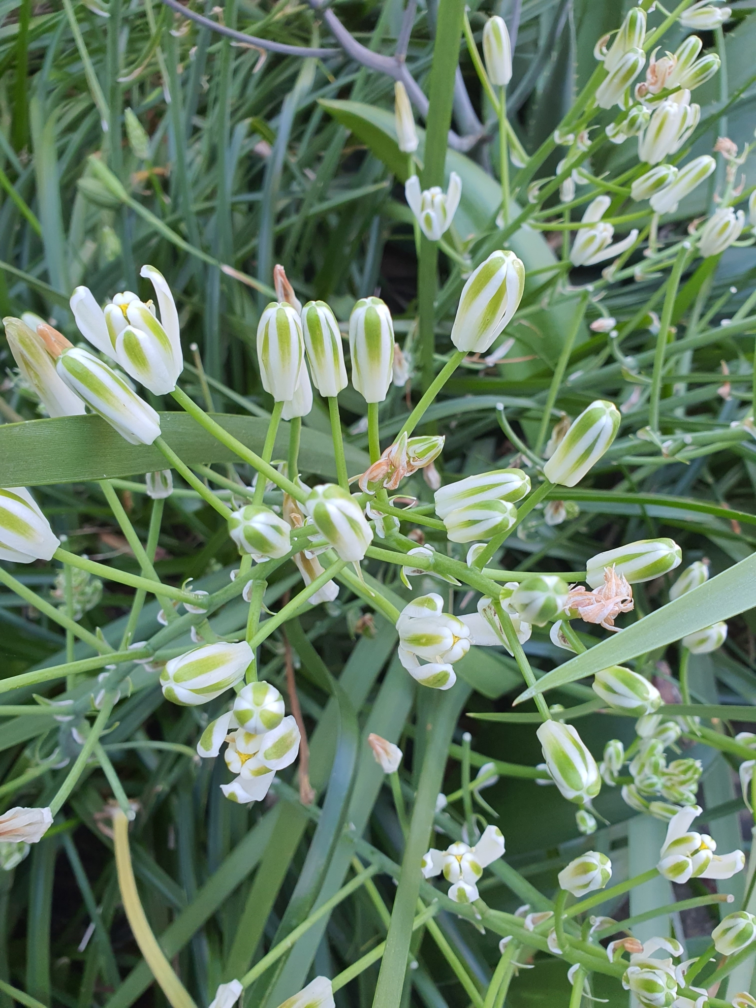 Imagem de Albuca nelsonii