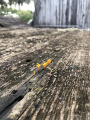 Dacrymyces spathularia