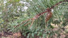 Pinus banksiana