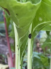 Calligrapha californica