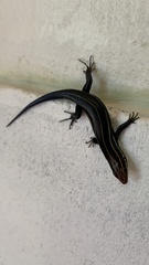 Plestiodon inexpectatus