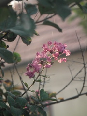 Lagerstroemia indica