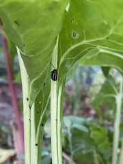 Calligrapha californica