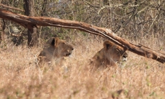 Panthera leo melanochaita