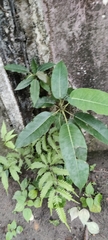 Ficus hispida