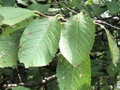 Prunus avium