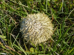 Euechinoidea