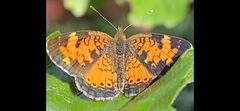 Phyciodes cocyta