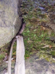 Archaeognatha