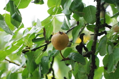 Pyrus communis pyraster