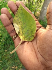 Gmelina arborea
