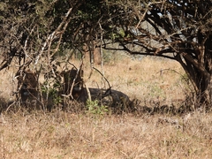 Panthera leo melanochaita