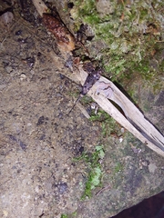 Archaeognatha
