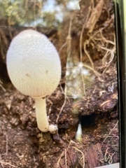 Leucocoprinus cepistipes