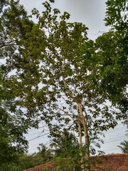 Gmelina arborea