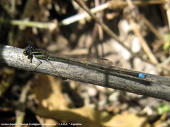 Argentagrion ambiguum