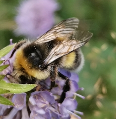 Bombus