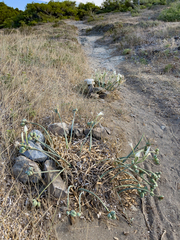 Pancratium maritimum