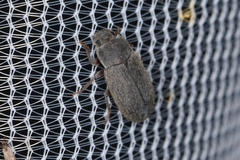 Blapstinus
