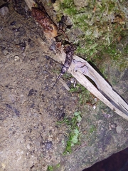 Archaeognatha