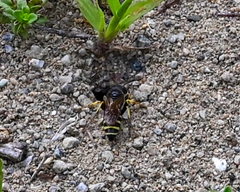 Aphilanthops frigidus