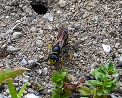 Aphilanthops frigidus