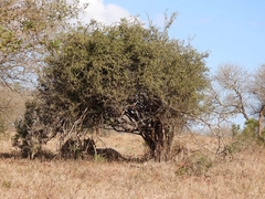 Panthera leo melanochaita