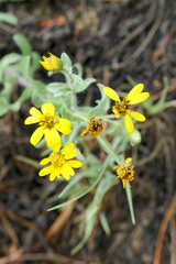 Heterotheca