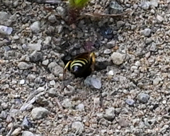 Aphilanthops frigidus